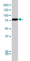 H00010059-M01 - Dynamin-1-like protein
