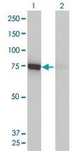H00010059-M01 - Dynamin-1-like protein