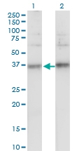 H00010077-M02 - Tetraspanin-32 (TSPAN32)