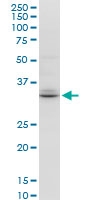 H00010077-M04 - Tetraspanin-32 (TSPAN32)