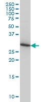 H00010109-M01 - ARPC2 / ARC34