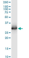 H00010136-M02 - Elastase-3A