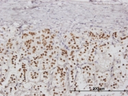 H00010361-B01P - Nucleoplasmin 2