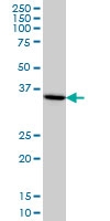 H00010362-M01 - SMARCE1-related protein