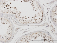 H00010450-B01 - Cyclophilin E
