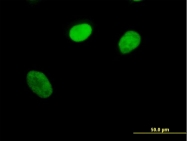 H00010450-B01 - Cyclophilin E