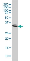 H00010468-M01A - Follistatin