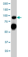 H00010507-M01 - CD100 / SEMA4D