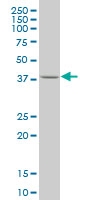 H00010661-M02 - Krueppel-like factor 1 (KLF1)