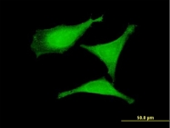 H00010668-B01P - CGR19