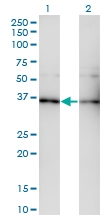 H00010681-M01 - Transducin beta chain 5 (GNB5)