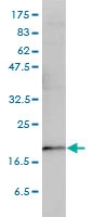 H00010728-M01 - PTGES3 / TEBP