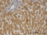 H00010728-M01 - PTGES3 / TEBP