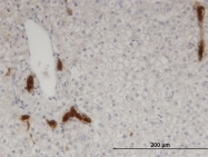 H00010753-M02 - Calpain-9
