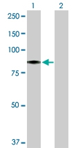 H00010767-D01P - HBS1-like protein