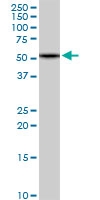 H00010767-D01P - HBS1-like protein