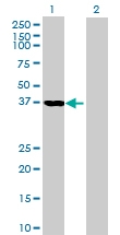 H00011080-B01 - DNAJB4 / HSP40 homolog