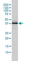 H00011080-M01 - DNAJB4 / HSP40 homolog