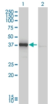 H00011080-M01 - DNAJB4 / HSP40 homolog