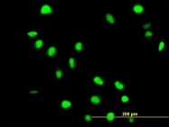 H00011124-B01P - FAF1