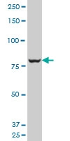 H00022796-A01 - COG2