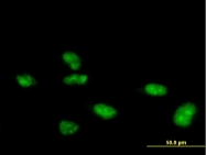 H00022847-B01 - ZNF507
