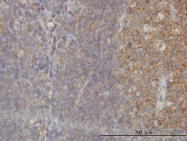 H00023011-M01 - RAB21
