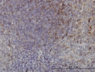 H00023032-M01 - USP33 / VDU1