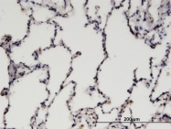 H00023097-M01 - CDK19 / CDC2L6
