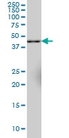 H00023208-M03 - Synaptotagmin-11