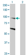 H00023268-M03 - Dynamin-binding protein