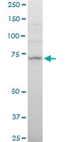 H00023385-A01 - Nicastrin