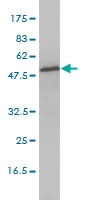 H00023549-M01 - Aspartyl aminopeptidase