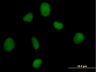 H00023595-B01 - ORC3 / LATHEO