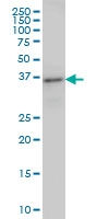 H00023647-M01 - Arfaptin-2