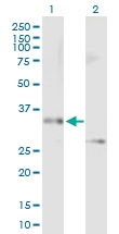 H00023673-B01P - Syntaxin 12 / STX12