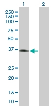 H00023780-B01P - Apolipoprotein L2 / APOL2