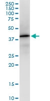 H00023780-D01 - Apolipoprotein L2 / APOL2