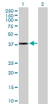 H00023780-D01P - Apolipoprotein L2 / APOL2