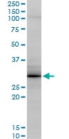 H00025801-M04 - Grancalcin