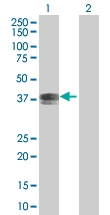 H00025966-B01 - C2CD2