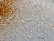 H00026291-M01 - FGF21