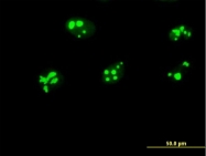 H00026354-B01P - Nucleostemin