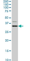 H00026508-M02 - HEYL / HRT3