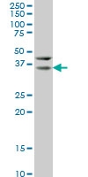 H00026508-M07 - HEYL / HRT3