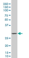 H00026508-M12 - HEYL / HRT3