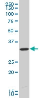 H00026508-M15 - HEYL / HRT3