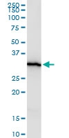 H00026508-M22 - HEYL / HRT3