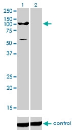 H00027032-M01 - ATP2C1
