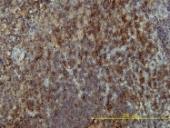 H00027040-M01 - LAT